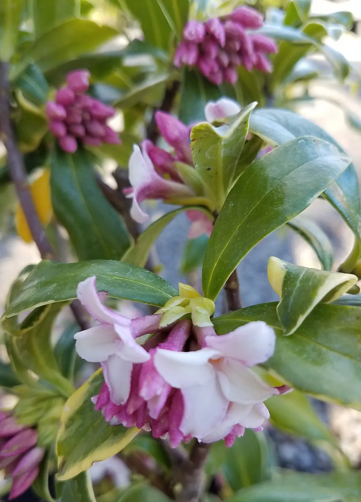 callisia plant Callisia repens Pink Passion  Pink Passion Turtle Vine