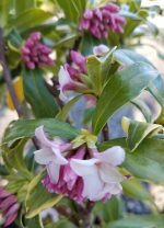 Daphne odora marginata - Image 2