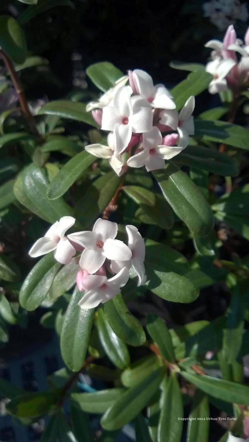 Daphne-transatlantica-Eternal-Fragrance Daphne transatlantica 'Eternal Fragrance' - Image 1