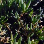 Delosperma cooperi 'Lavender'