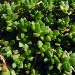 Delosperma nubigenum