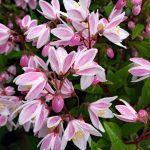 Deutzia 'Yuki Cherry Blossom'