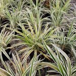 Dianella tasmanica 'Variegata'