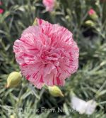 Dianthus caryophyllus 'Devon Cottage Pinball Wizard'