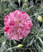 Dianthus caryophyllus 'Devon Cottage Pinball Wizard' - Image 2