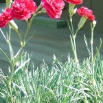 Dianthus caryophyllus 'Ruby's Tuesday'