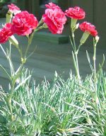 Dianthus caryophyllus 'Ruby's Tuesday'
