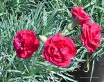 Dianthus caryophyllus 'Ruby's Tuesday' - Image 2