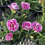 Dianthus caryophyllus 'Super Trouper Magenta White'
