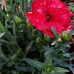 Dianthus caryophyllus 'Super Trouper Velvet Red'