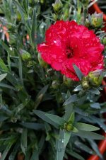 Dianthus caryophyllus 'Super Trouper Velvet Red'