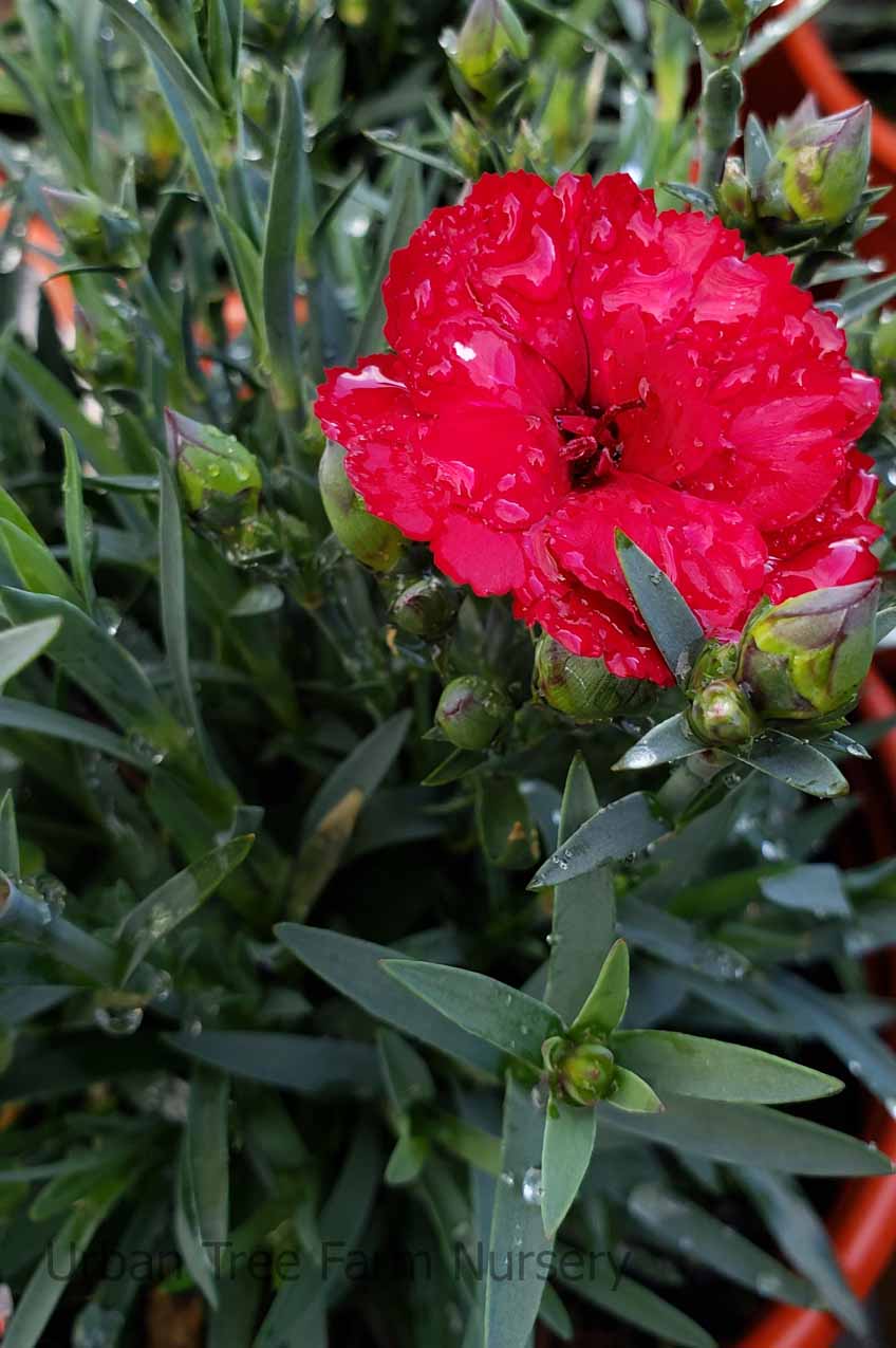 Dianthus-caryophyllus-Super-Trouper-Velvet-Red-a Dianthus caryophyllus 'Super Trouper Velvet Red' - Image 1