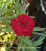 Dianthus caryophyllus 'Super Trouper Velvet Red' - Image 2