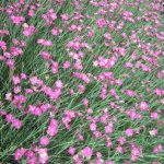 Dianthus gratianopolitanus 'Firewitch'