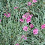 Dianthus gratianopolitanus 'Pixie'