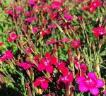 Dianthus myrtinervis - Image 2