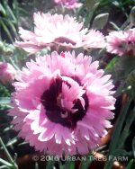 Dianthus x 'Early Bird Fizzy' - Image 2