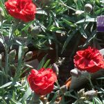 Dianthus x 'Early Bird Radiance'