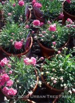 Dianthus x 'Early Bird Sherbet'