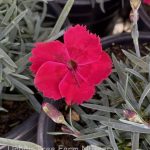 Dianthus x 'Fire Star'