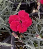 Dianthus x 'Fire Star'