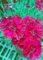 Dianthus x 'Fire Star' - Image 2