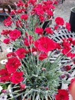 Dianthus x 'Fire Star' - Image 3
