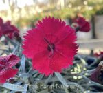 Dianthus x 'Fire Star' - Image 4