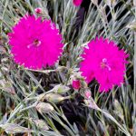 Dianthus x 'Neon Star'
