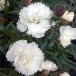 Dianthus x 'Sunflor Cosmos'