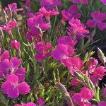 Dianthus x 'Sunflor Kahori'