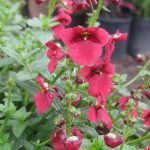 Diascia 'Sun Chimes Burgundy'