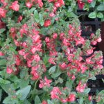 Diascia 'Sun Chimes Peach'