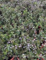 Diascia 'Sun Chimes Rose'