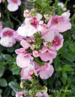 Diascia 'Sun Chimes Rose' - Image 2