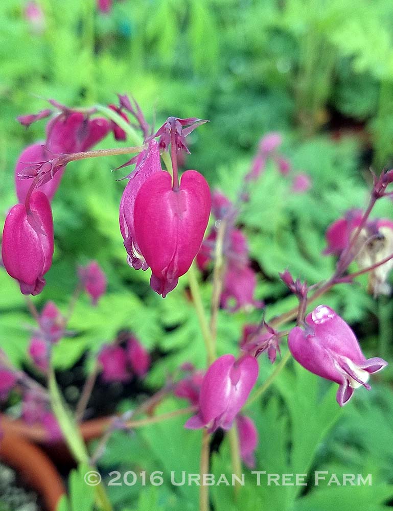 Dicentra-hybrids-Bacchanal-b Dicentra hybrids 'Bacchanal' - Image 1