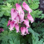 Dicentra hybrids 'Luxuriant'