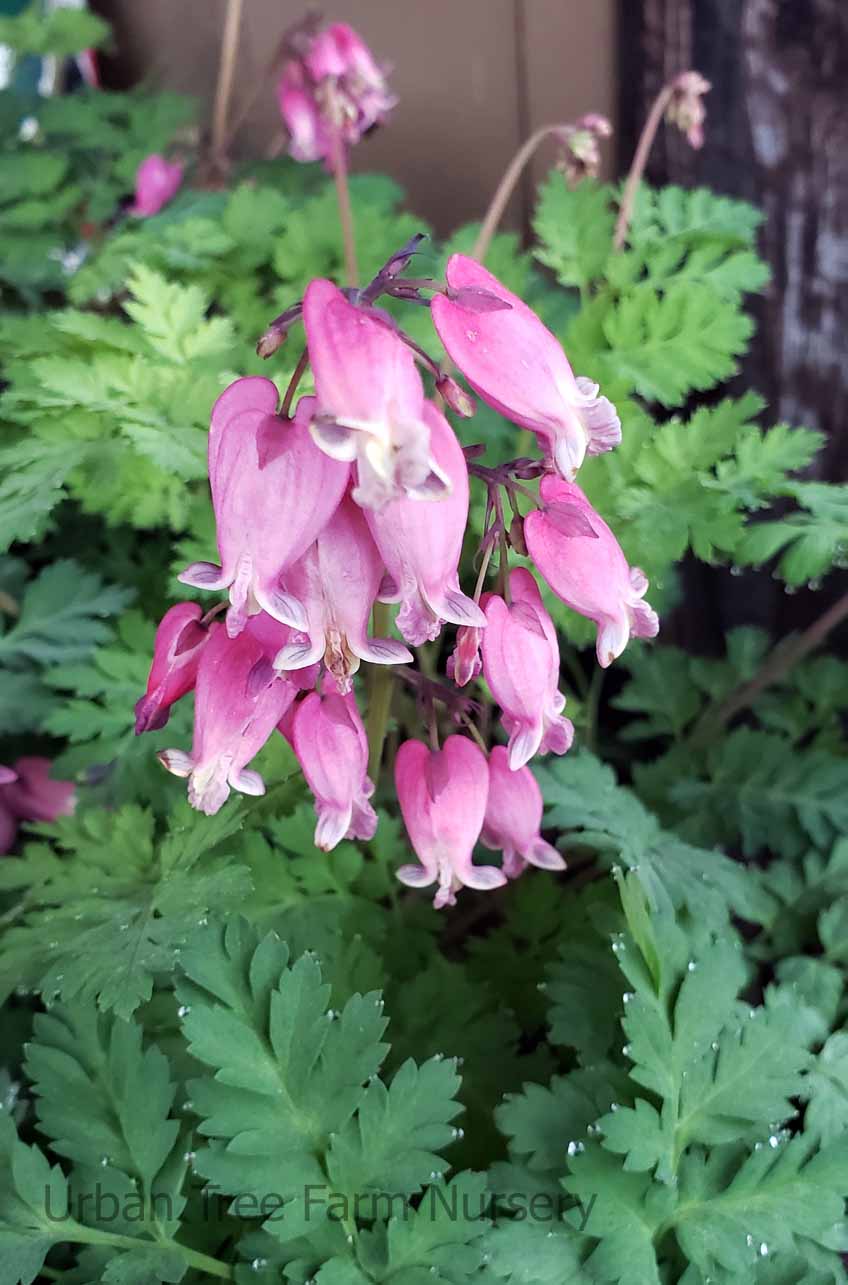 Dicentra-hybrids-Luxuriant Dicentra hybrids 'Luxuriant' - Image 1