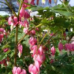 Dicentra spectabilis