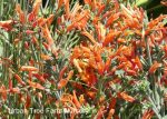 Dicliptera suberecta