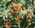 Dicliptera suberecta - Image 2