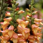 Digiplexis 'Illumination Apricot'