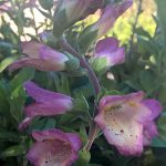 Digiplexis 'Illumination Berry Canary'