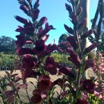 Digiplexis 'Illumination Raspberry'