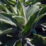 Digitalis heywoodii 'Silver Fox'