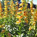 Digitalis obscura x grandiflora hybrid 'Goldcrest'