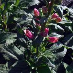 Digitalis purpurea 'Camelot Lavender'