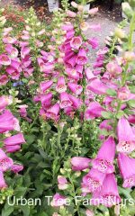 Digitalis purpurea 'Camelot Lavender' - Image 2