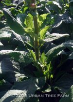 Digitalis purpurea 'Camelot Lavender' - Image 3