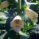 Digitalis purpurea 'Camelot Rose'